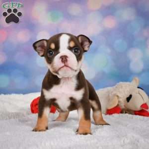 Claire, Miniature Bulldog Puppy